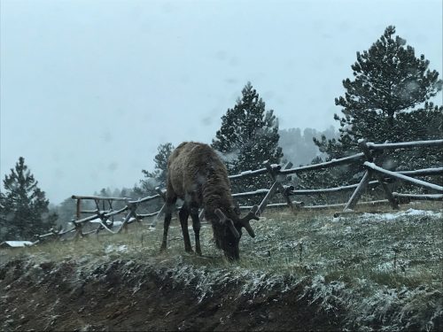 An elk next to the road