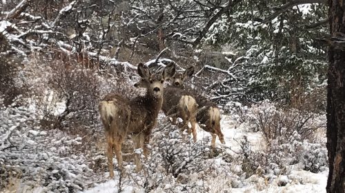 Some deer in the snow