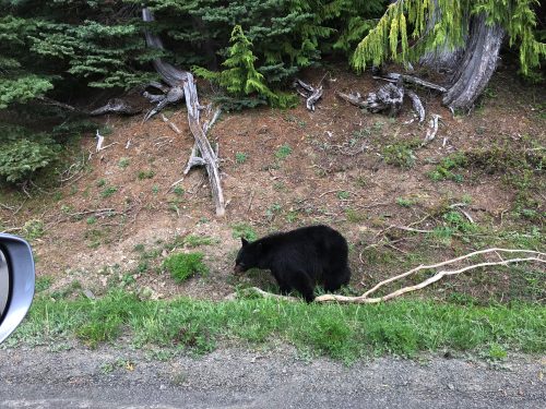 A bear in Olympic National Park