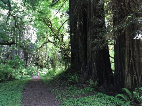 A short hike in Redwoods National Park (2)