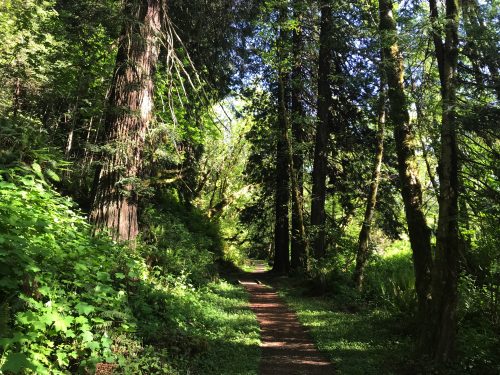 A short hike in Redwoods National Park (3)