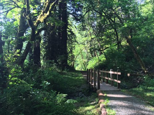 A short hike in Redwoods National Park (5)