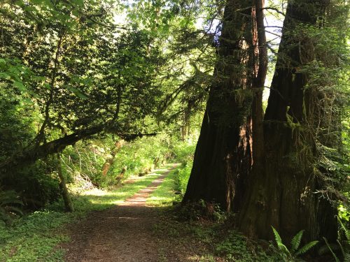A short hike in Redwoods National Park