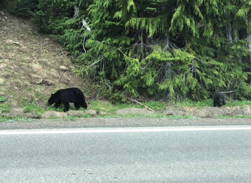 Bears in Olympic National Park (2)