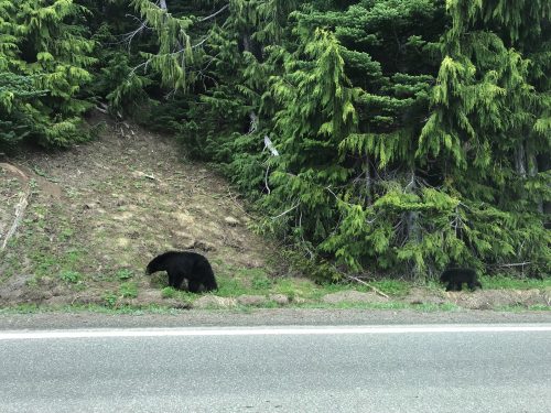 Bears in Olympic National Park