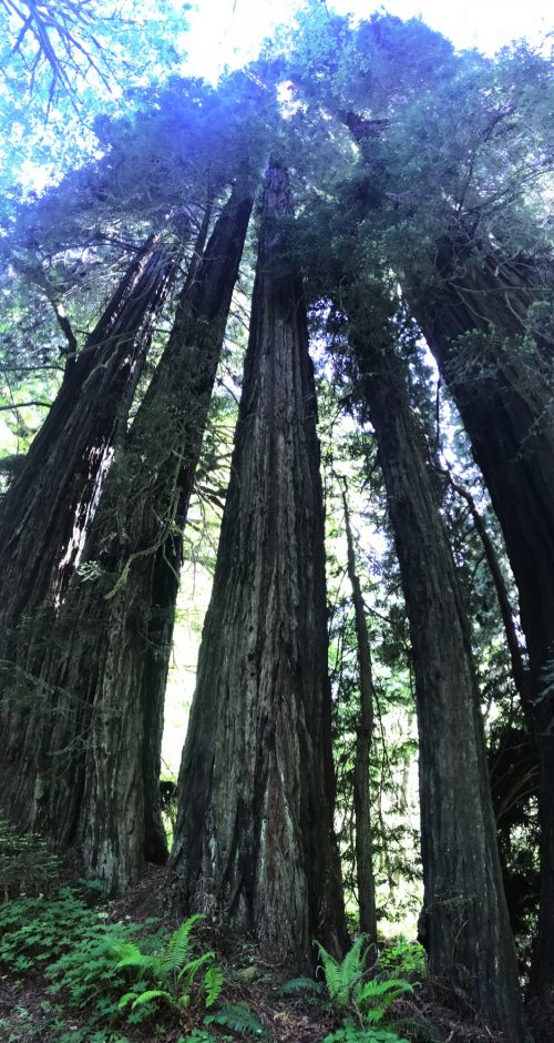 Big trees in Redwoods National Park