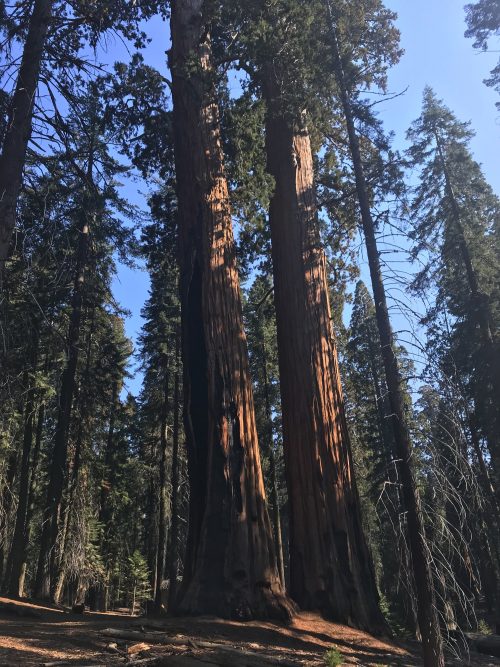 Congress trail in Sequoia Tree National Park (3)