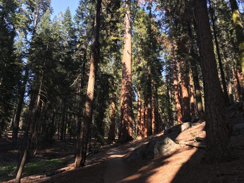 Congress trail in Sequoia Tree National Park (4)