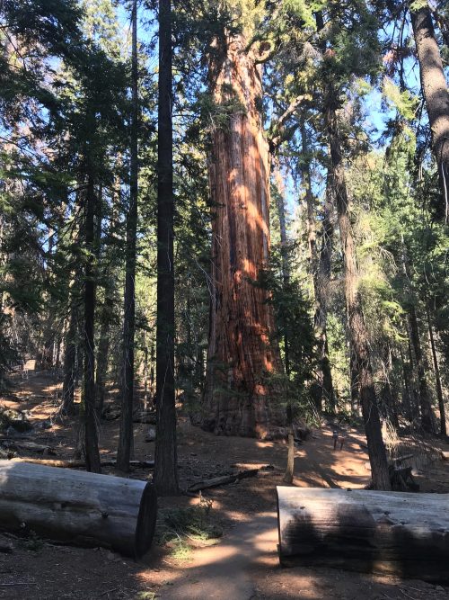Congress trail in Sequoia Tree National Park (5)