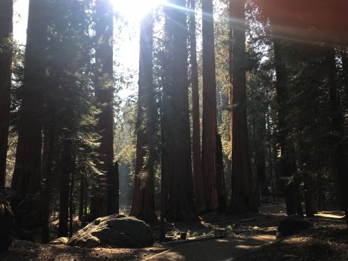 Congress trail in Sequoia Tree National Park (6)