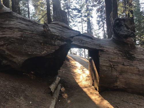 Congress trail in Sequoia Tree National Park (7)