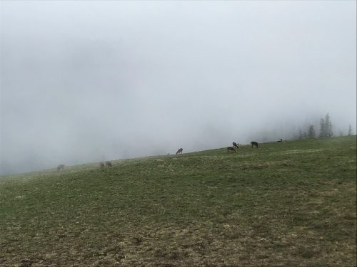 Deer at the top of Olympic National Park