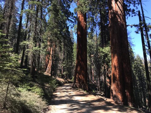 Driving between sequoia trees