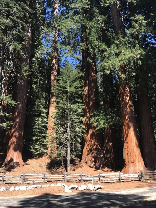 Entering Sequoia Tree National Park