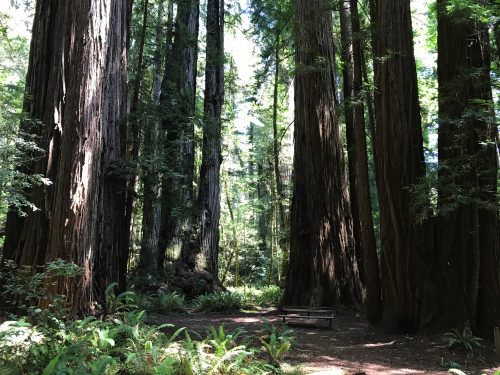 Huge trees in Redwoods Natioanal Park (2)