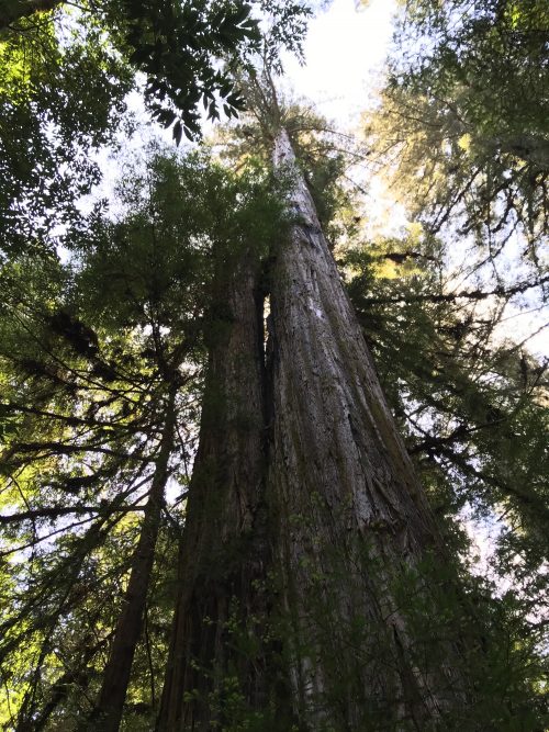 Huge trees in Redwoods Natioanal Park