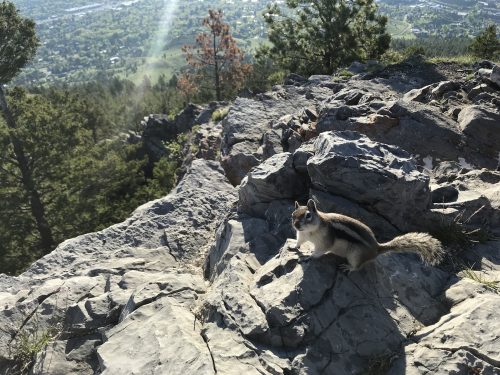 Little friend keeping me company at the top