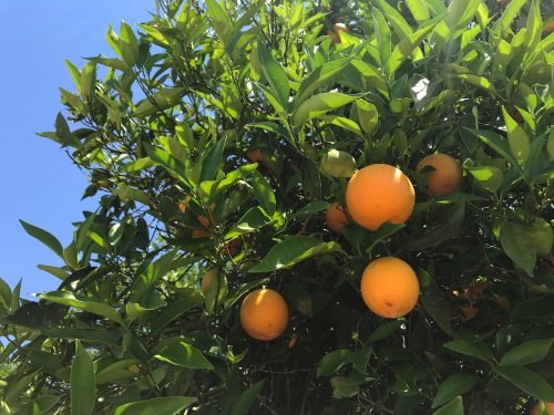 Oranges along the road
