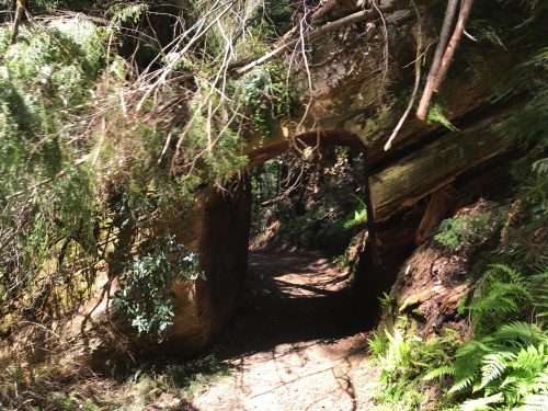 Path through a redwoods tree