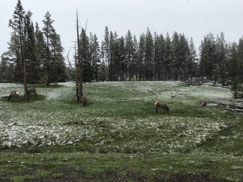 Some deer in Yellowstone
