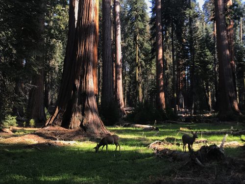 Some deer next to the sequoia trees