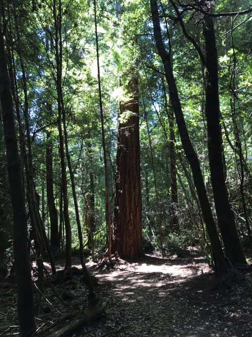 Tall Trees Trail in Redwoods National Park