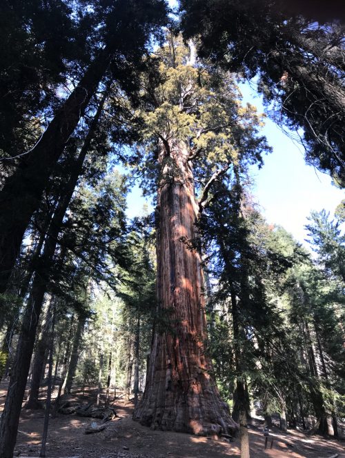 The sequoia trees are huge
