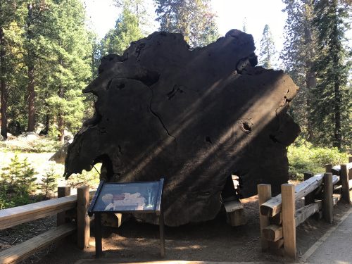 The size of a sequoia tree