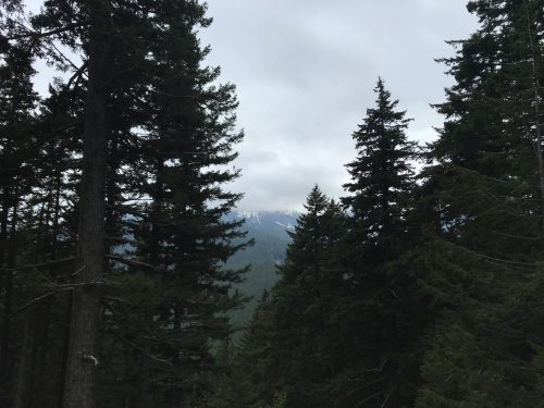 Trees and mountains in Olympic National Park