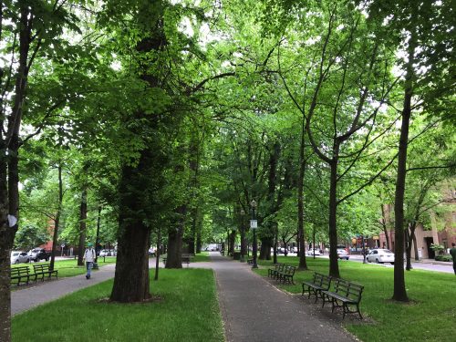 Walking in a park in Portland
