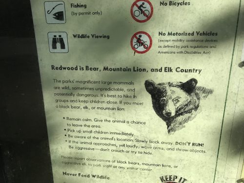 What to do when you see a bear